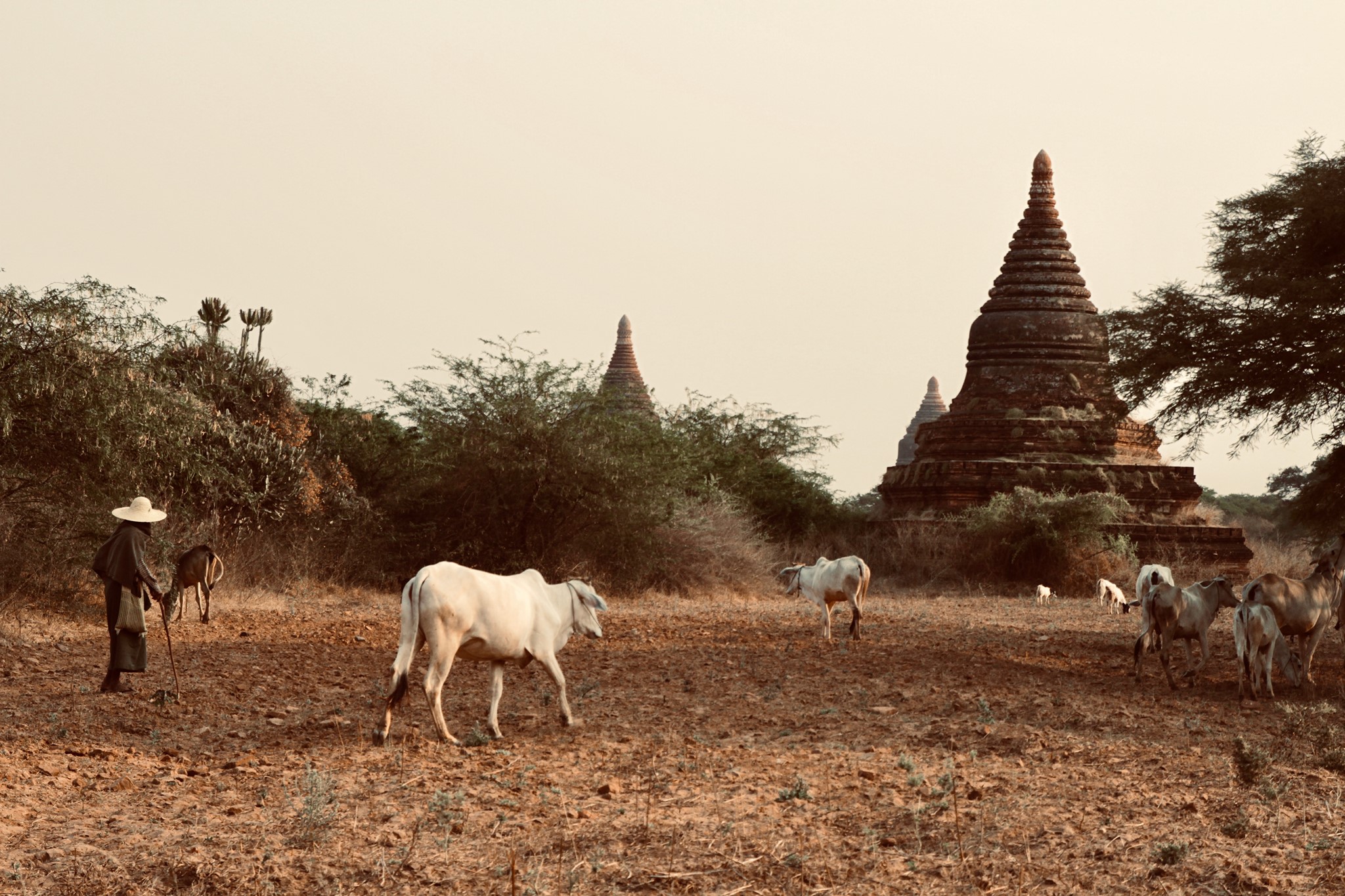 Farmer and Cows in Myanmar